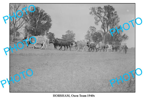 LARGE PHOTO OF OLD HORSHAM OXEN TEAM, 1940s, VICTORIA