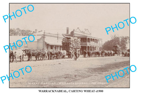 LARGE PHOTO OF OLD WARRACKNABEAL WHEAT CARTING c1900