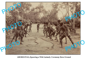 OLD AUST ABORIGINAL LARGE PHOTO OF BORA CEREMONY, SPEAR