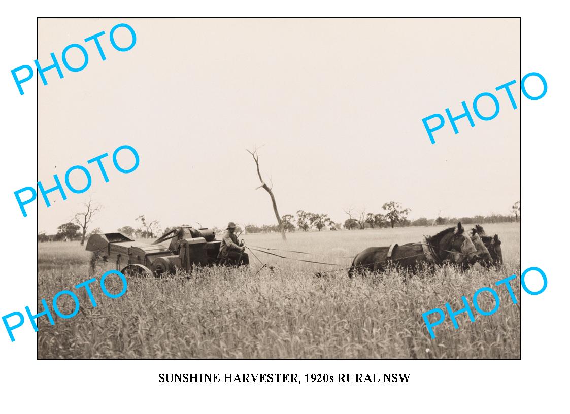 OLD LARGE PHOTO SUNSHINE HARVESTER IN ACTION c1920 NSW1