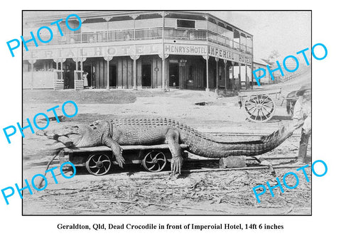 OLD LARGE PHOTO GERALDTON QLD c1900, 14ft CROCODILE