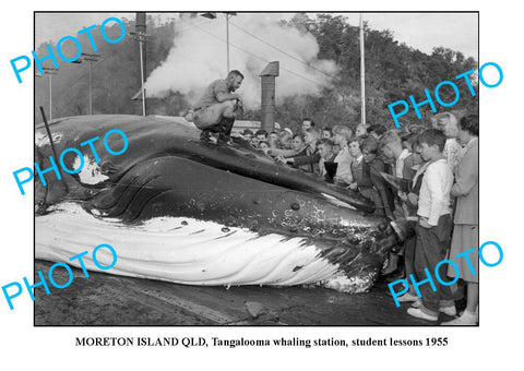 OLD LARGE PHOTO, BRISBANE QLD, MORETON ISLANDS TANGALOOMA WHALING STATION 1955 1