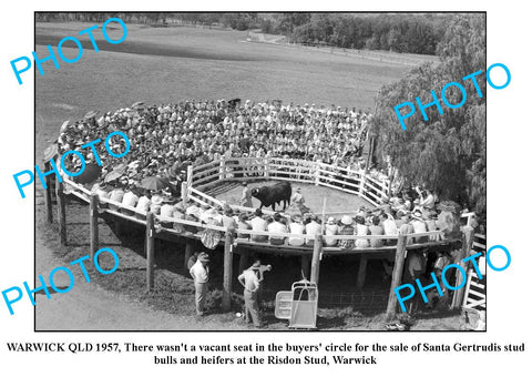 OLD LARGE PHOTO, WARWICK QLD, SANTA GERTRUDIS STUD SALE c1957