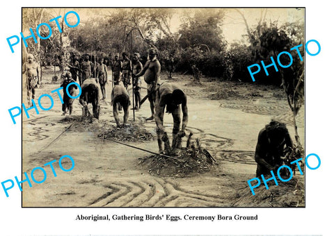 OLD LARGE PHOTO, ABORIGINAL BORA CEREMONY, GATHERING BIRD EGGS c1900