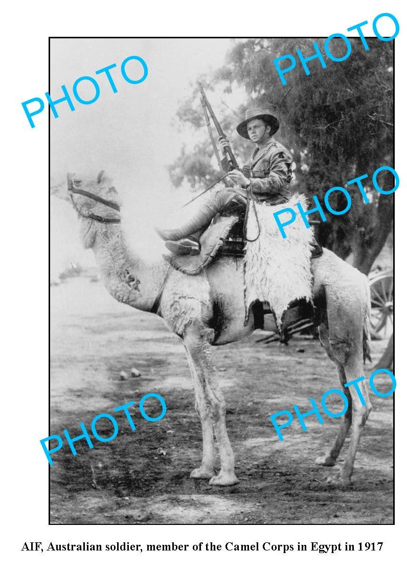 OLD LARGE PHOTO, WWI AIF ANZACS IMPERIAL CAMEL CORPS, 1917, EGYPT 1