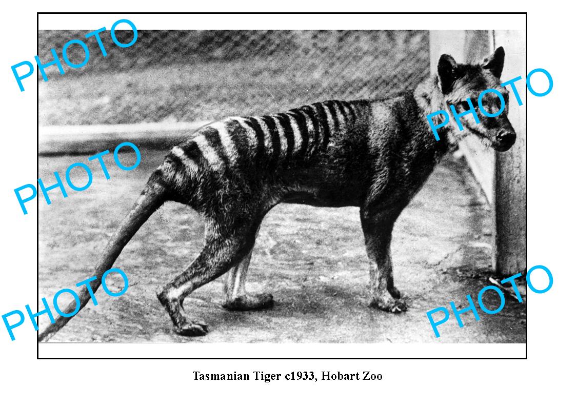 OLD LARGE PHOTO, TASMANIAN TIGER HOBART ZOO c1933