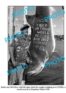 OLD LARGE PHOTO, WORLD RECORD TIGER SHARK CAPTURE c1953 BOB DYER, HAMILTON WHARF