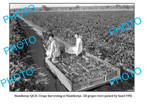 OLD LARGE PHOTO, GRAPE HARVESTING IN STANTHOPRE QLD c1952