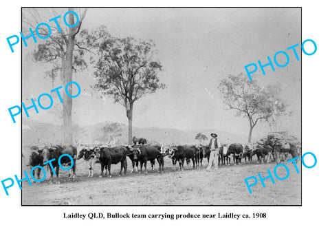 OLD LARGE PHOTO, LAIDLEY QUEENSLAND, BULLOCK TEAM c1908