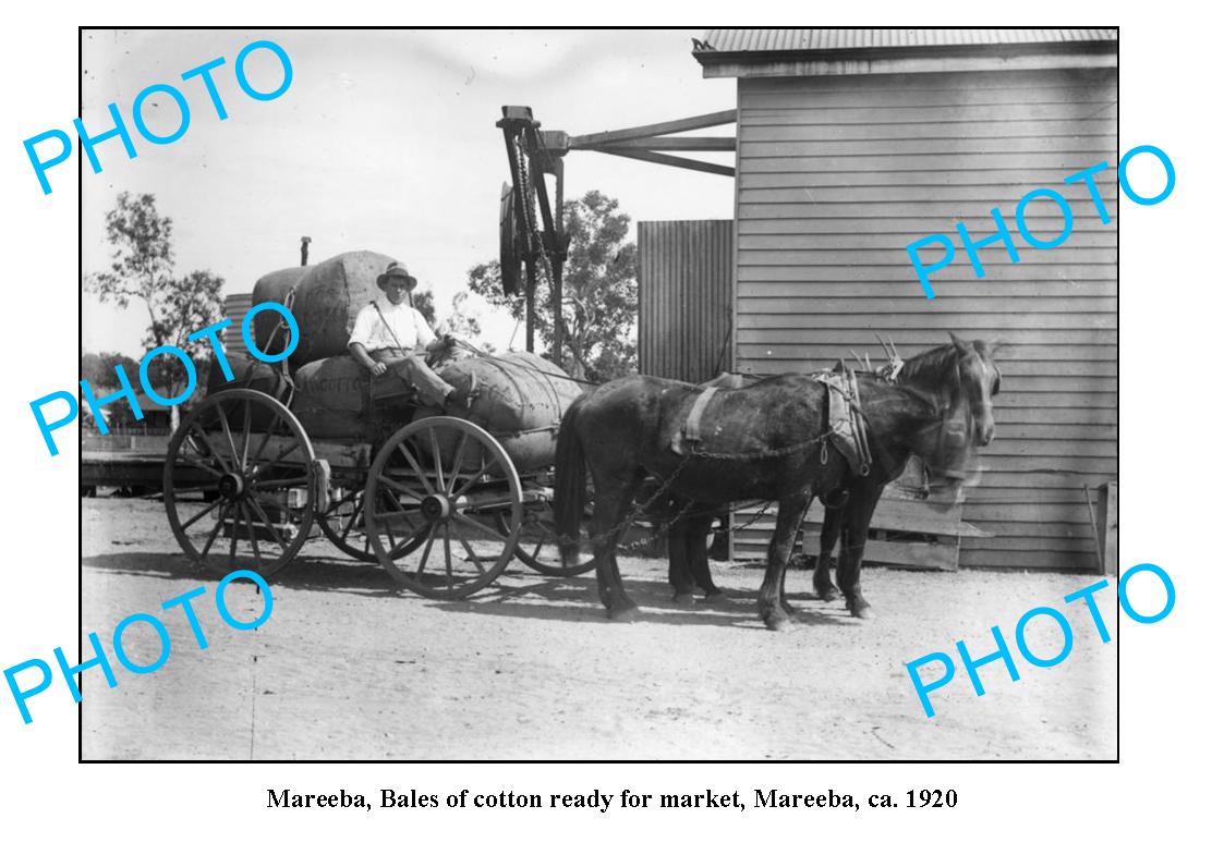 OLD LARGE PHOTO, MAREEBA QLD, COTTON BALES FOR MARKET, c1920