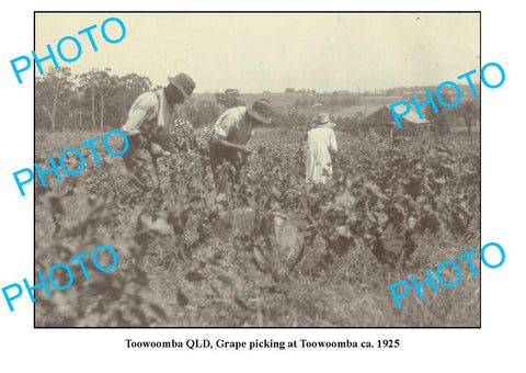 OLD LARGE PHOTO, TOOWOOMBA QUEENSLAND, GRAPE PICKERS AT WORK c1925