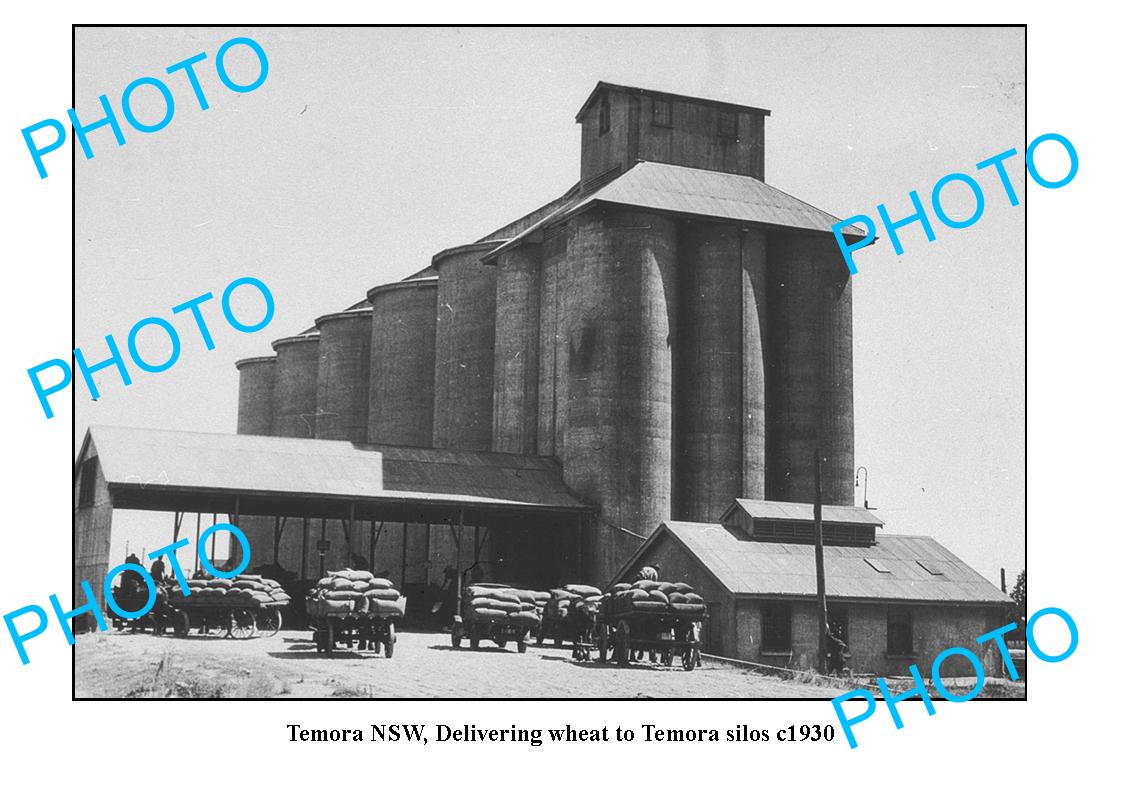 OLD LARGE PHOTO, TEMORA NSW, DELIVERING WHEAT TO SILOS c1930