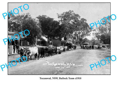 OLD LARGE PHOTO, TOCUMWAL NSW, BULLOCK TEAM CARRY WHEAT c1910