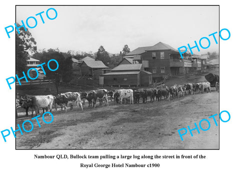 OLD LARGE PHOTO, NAMBOUR QUEENSLAND, ROYAL HOTEL & BULLOCK TEAM c1900