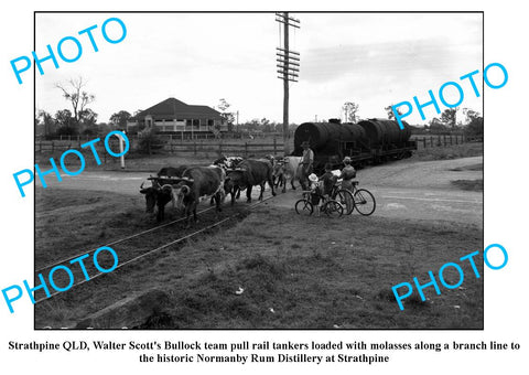 OLD LARGE PHOTO, STRATHPINE QLD, BULLOCK TEAM PULLING RAIL TANKER c1930