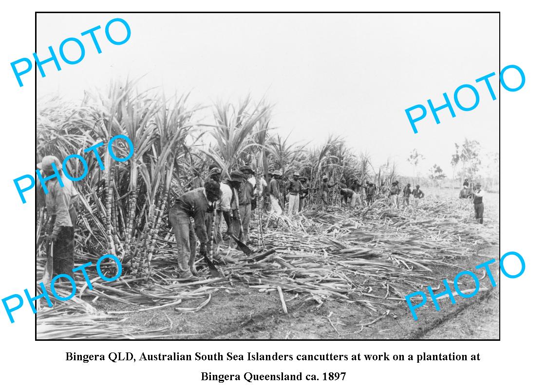 OLD LARGE PHOTO, BINGERA QLD, ISLANDERS WORKING AT THE SUGAR PLANTATION c1897