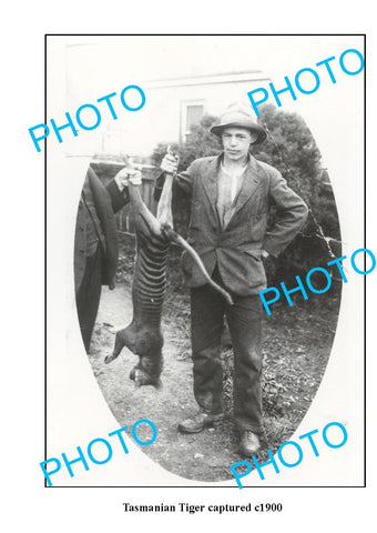 OLD LARGE PHOTO FEATURING TASMANIAN TIGER AFTER BEING CAPTURED c1900