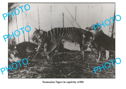 OLD LARGE PHOTO FEATURING TASMANIAN TIGER IN CAPTIVITY c1900