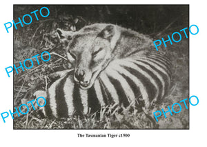 OLD LARGE PHOTO FEATURING TASMANIAN TIGER LYING DOWN c1900