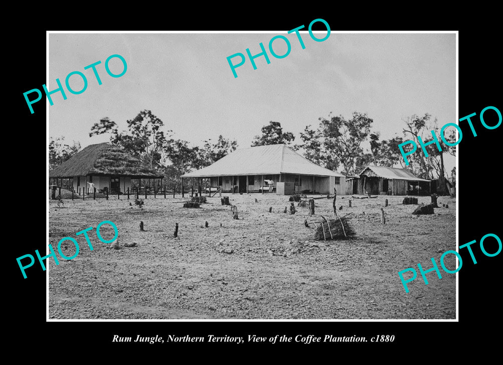 OLD LARGE HISTORIC PHOTO RUM JUNGLE NORTHERN TERRITORY, COFFEE PLANTATION c1880