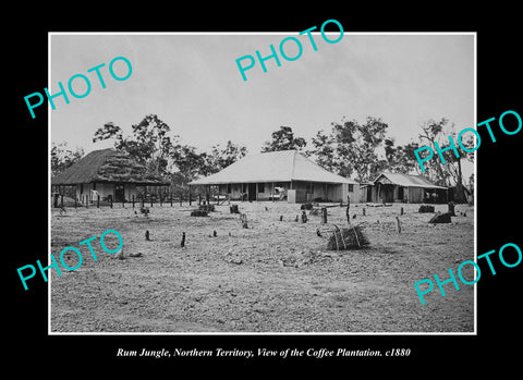 OLD LARGE HISTORIC PHOTO RUM JUNGLE NORTHERN TERRITORY, COFFEE PLANTATION c1880