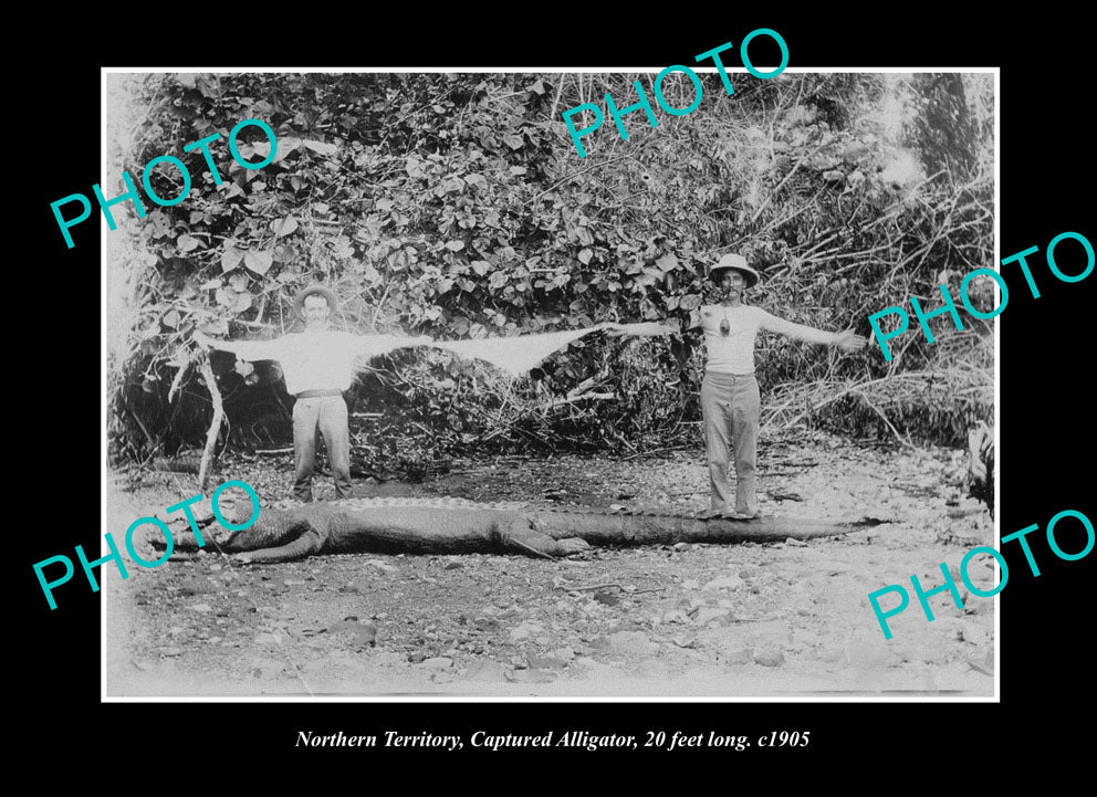 OLD LARGE HISTORIC PHOTO NORTHERN TERRITORY, MEN WITH 20 Ft CROCODILE c1905