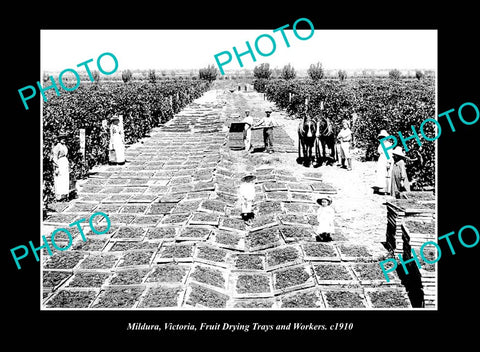 OLD LARGE HISTORIC PHOTO MILDURA VICTORIA, WORKERS DRYING FRUIT c1910