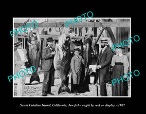 OLD LARGE HISTORIC PHOTO SANTA CATALINA CALIFORNIA, FISHERMEN & JEW FISH c1907