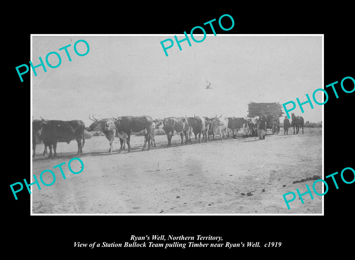 OLD LARGE HISTORIC PHOTO RYANS WELL NORTHERN TERRITORY, THE BULLOCK TEAM c1919