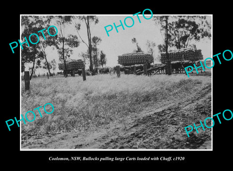 OLD LARGE HISTORIC PHOTO COOLOMON NSW, BULLOCK TEAMS & WAGONS c1920