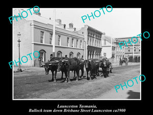 OLD LARGE HISTORIC PHOTO OF LAUNCESTON TASMANIA BULLOCK TEAM IN BRISBANE St 1900