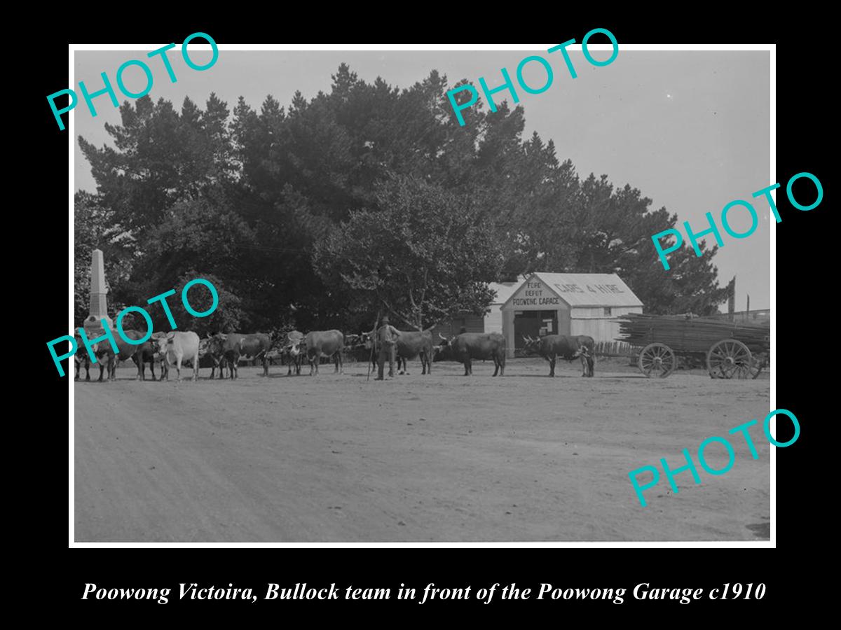 OLD LARGE HISTORIC PHOTO OF POOWONG VICTORIA, BULLOCK TEAM IN TOWNSHIP c1910