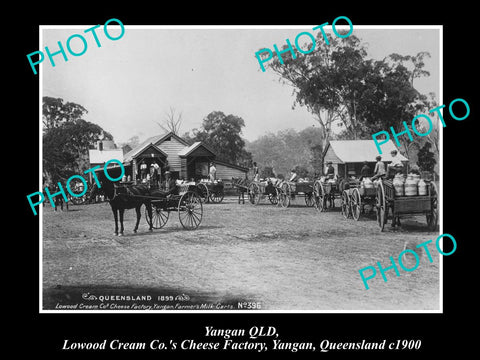 OLD LARGE HISTORIC PHOTO OF YANGAN QLD, LOWOOD CREAM Co CHEESE FACTORY c1900