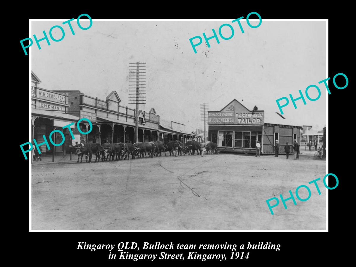 OLD LARGE HISTORIC PHOTO OF KINGAROY QLD, BULLOCK TEAM MOVING A BUILING c1914