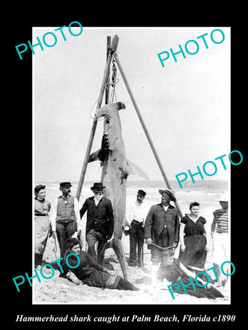 OLD LARGE HISTORICAL GAME FISHING PHOTO OF HAMMERHEAD SHARK CATCH c1890 FLORIDA