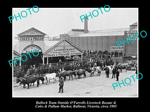 OLD LARGE HISTORICAL PHOTO OF BALLARAT VICTORIA, THE LIVESTOCK MARKETS 1905