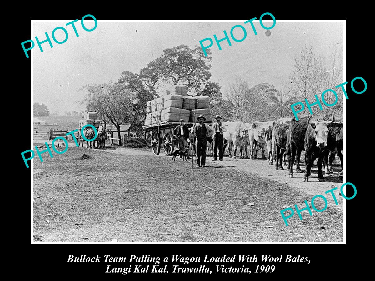 OLD LARGE HISTORICAL PHOTO OF BULLOCK TEAM WITH WAGONS OF WOOL, VICTORIA 1909