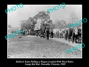 OLD LARGE HISTORICAL PHOTO OF BULLOCK TEAM WITH WAGONS OF WOOL, VICTORIA 1909