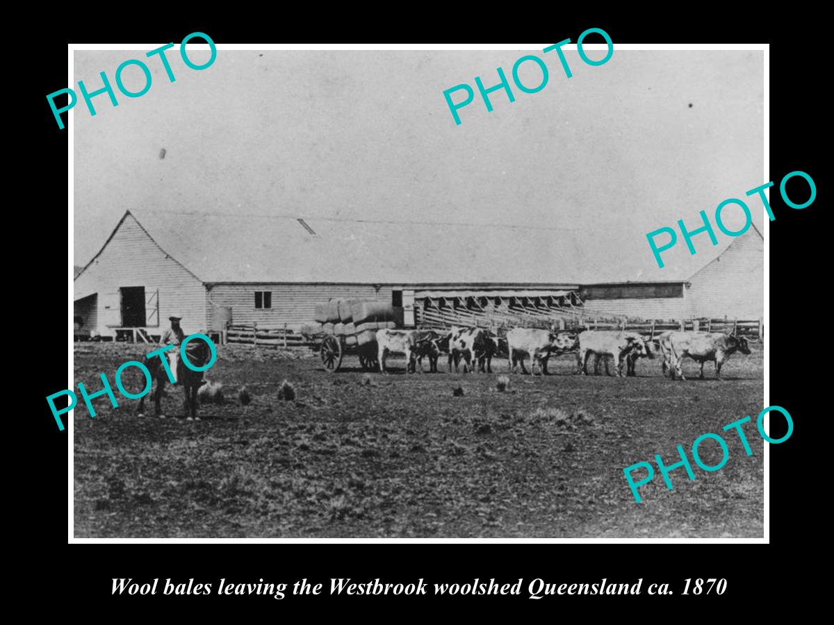 OLD LARGE HISTORIC PHOTO OF THE WESTBROOK WOOL SHED IN QLD c1870