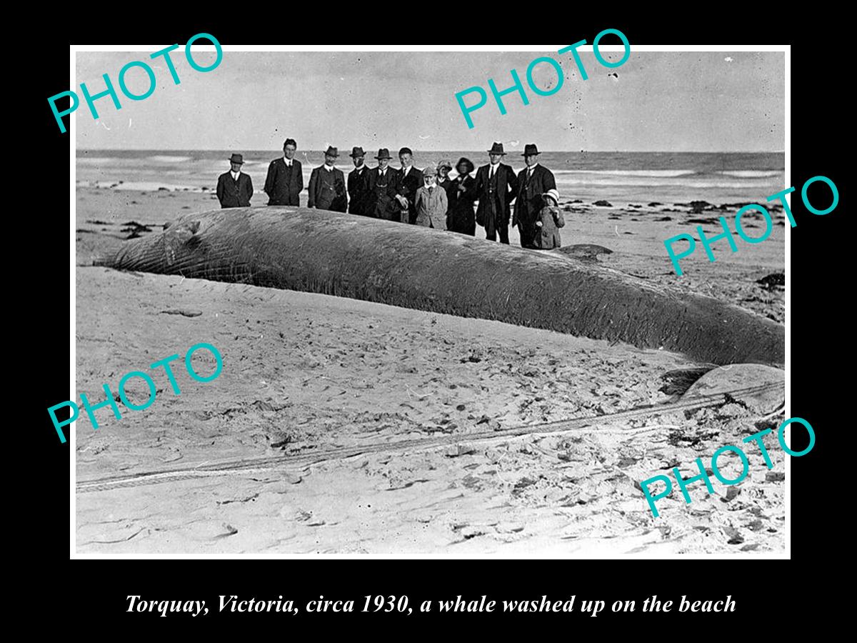 OLD LARGE HISTORIC PHOTO OF TORQUAY VICTORIA, WHALE WASHED UP ON THE BEACH c1930