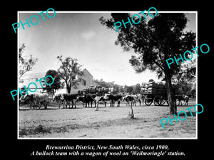 OLD LARGE HISTORIC PHOTO OF BREWARRINA NSW, BULLOCK TEAM CARTING WOOL c1900