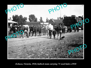 OLD LARGE HISTORIC PHOTO OF ECHUCA NSW, BULLOCK TEAM CARRYING 71 WOOL BALES 1910