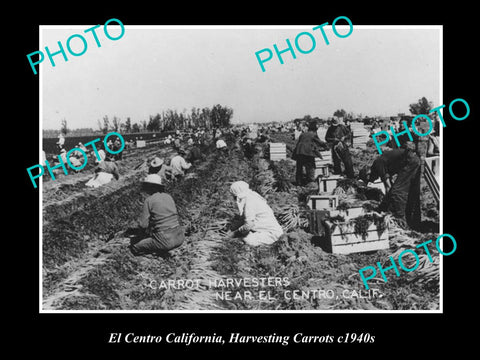 OLD LARGE HISTORIC PHOTO OF EL CENTRO CALIFORNIA, HARVESTING CARROTS c1940