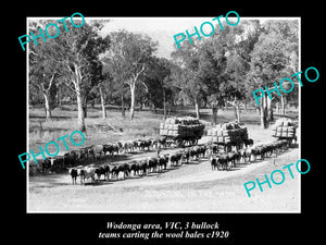 OLD LARGE HISTORIC PHOTO OF WODONGA VIC, 3 BULLOCK TEAMS CARTING WOOL BALES 1920