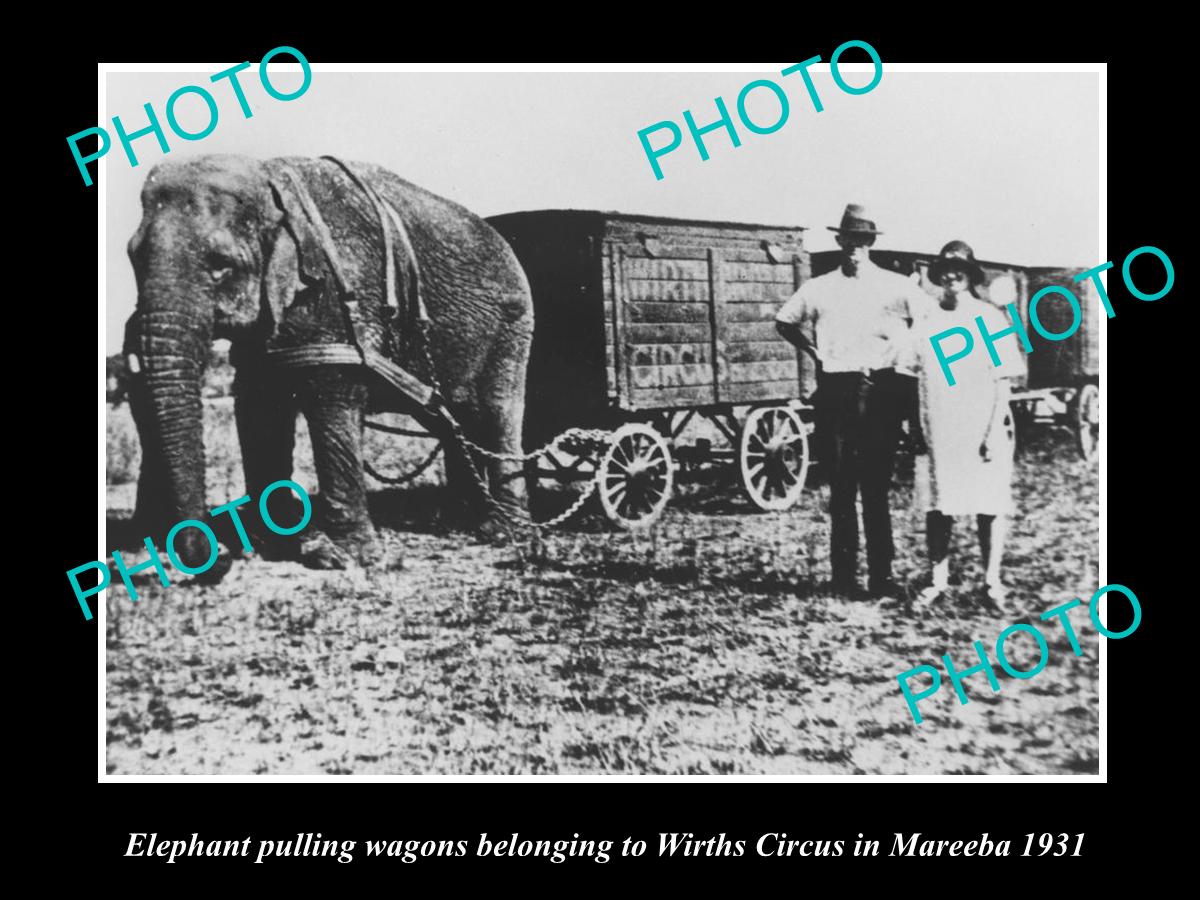 OLD HISTORIC PHOTO OF WIRTHS CIRCUS ELEPHANT PULLING THE WAGON, MAREEBA 1931 QLD