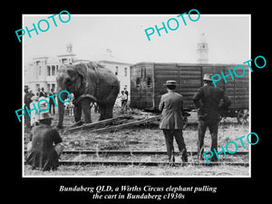 OLD LARGE HISTORIC PHOTO OF BUNDABERG QLD, WIRTHS CIRCUS ELEPHANT & CART c1930s