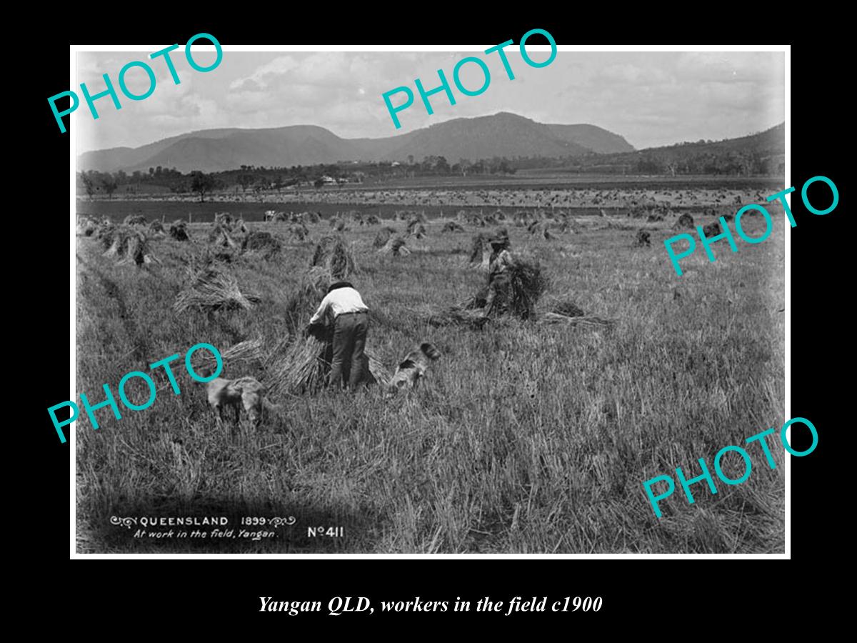 OLD LARGE HISTORIC PHOTO OF YANGAN QLD, WORKERS IN THE FIELD c1900