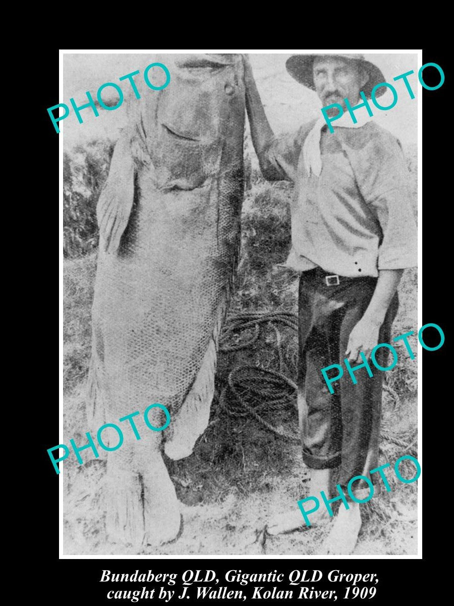 OLD HISTORIC FISHING PHOTO OF BUNDABERG QLD, HUGE QUEENSLAND GROPER CATCH 1909