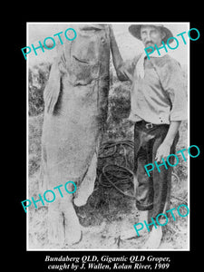 OLD HISTORIC FISHING PHOTO OF BUNDABERG QLD, HUGE QUEENSLAND GROPER CATCH 1909