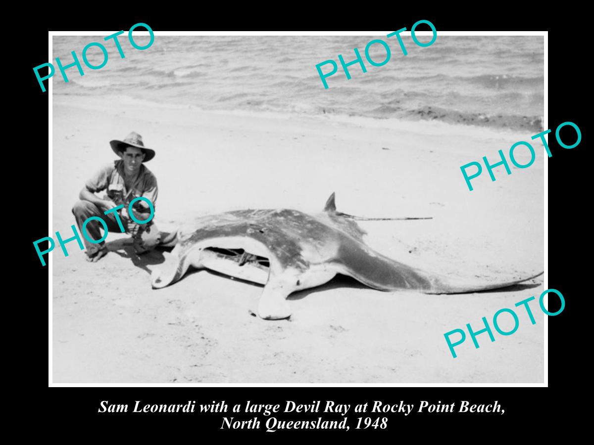 OLD LARGE HISTORIC FISHING PHOTO OF MAN WITH SHOT LARGE MANTA RAY, QLD 1948